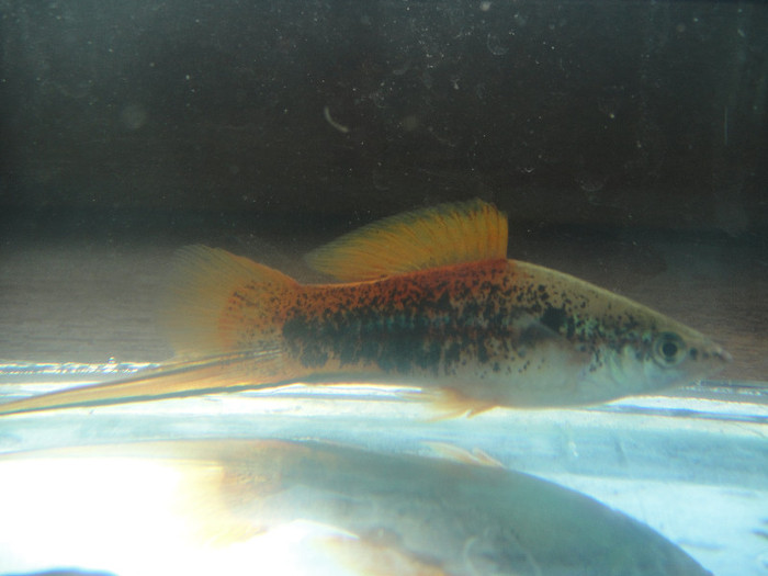 DSC05195 - crescatorie pesti 2012