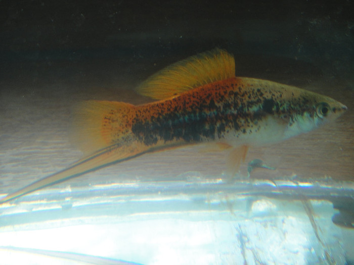 DSC05198 - crescatorie pesti 2012