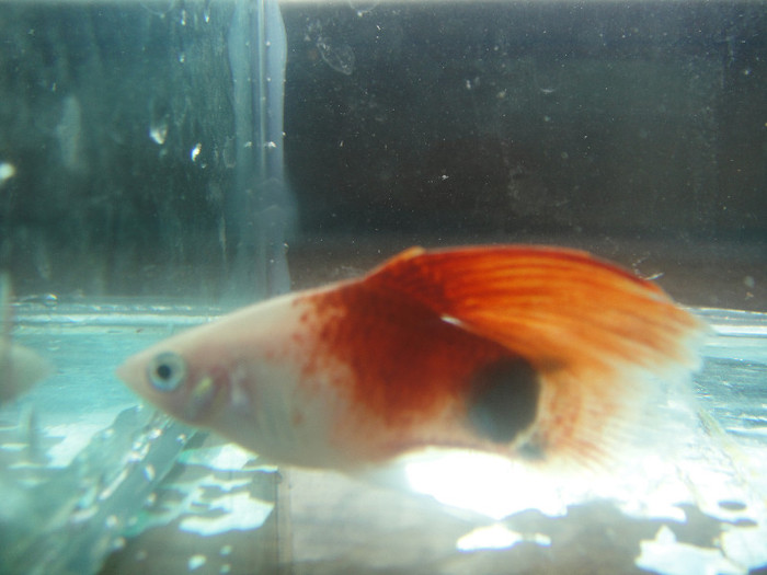 DSC05199 - crescatorie pesti 2012