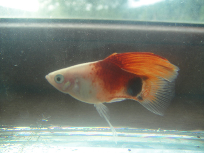 DSC05203 - crescatorie pesti 2012