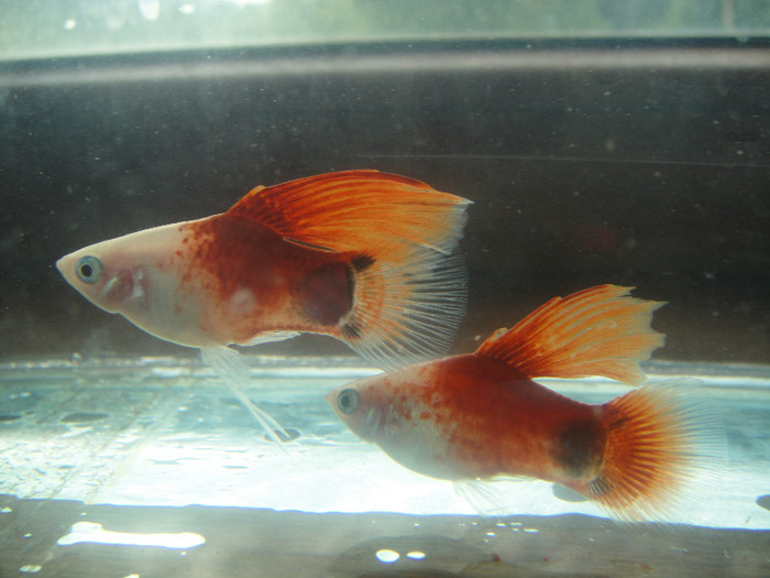 DSC05205 - crescatorie pesti 2012