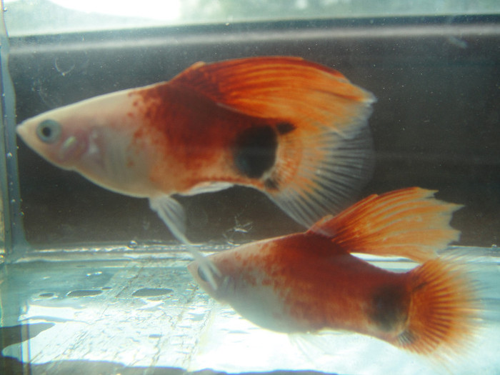 DSC05206 - crescatorie pesti 2012