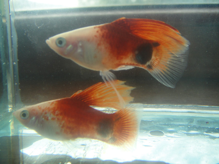 DSC05207 - crescatorie pesti 2012