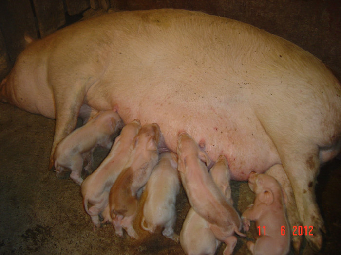 are 8 puiuti!
