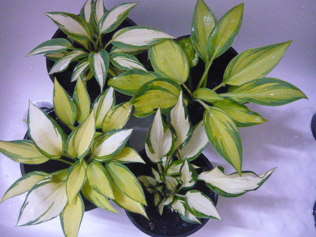 Hosta - achiz.  dianadia - Hosta