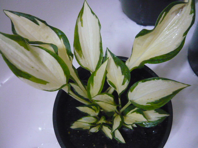 Hosta Fire and Ice - Hosta