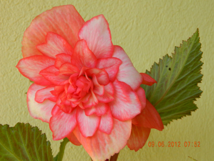 begonia Bouton de rose