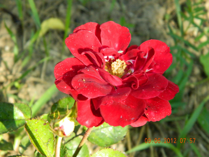 multumesc,Taisia - 6_IUNIE