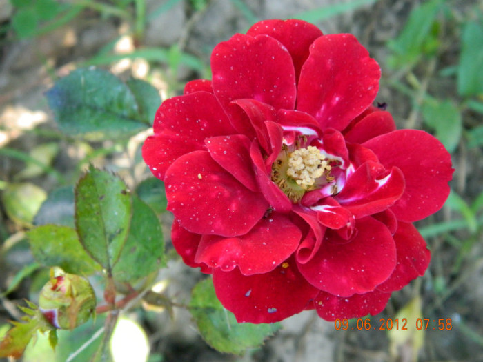 primul inflorit... - 6_IUNIE