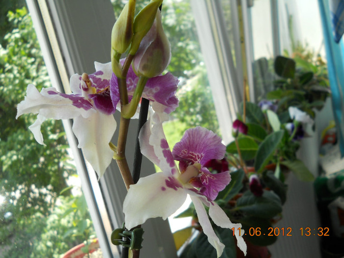 09.06.2012 119 - ORHIDEE 2012