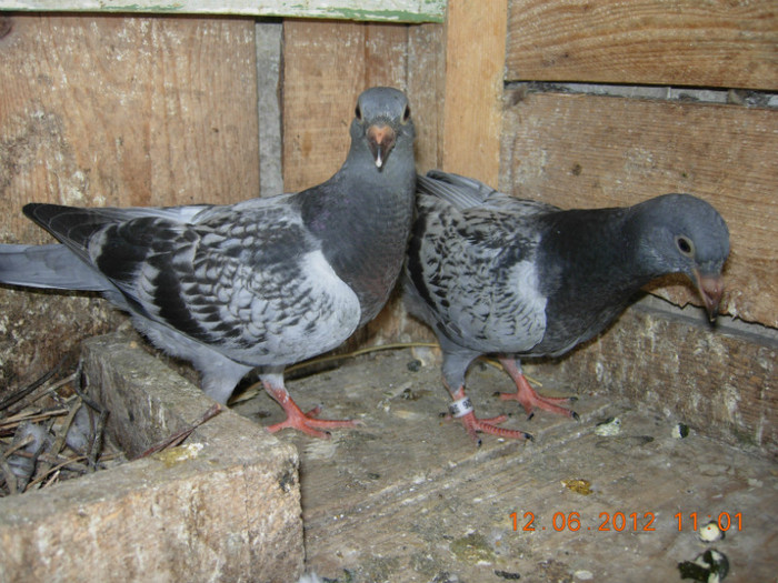 voiajori guti din albastru si cuca