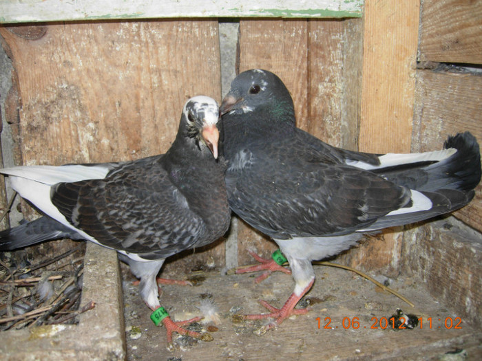 voiajori listi din muta si fontat