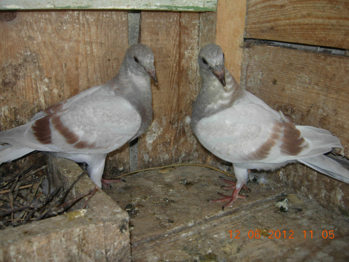 voiajori cafelati din macrineanca cu cap de gasca