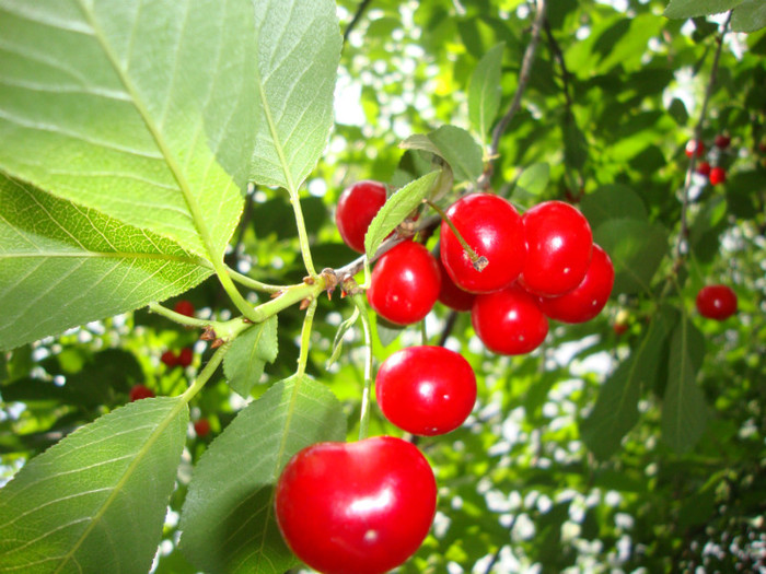 visine - in gradina