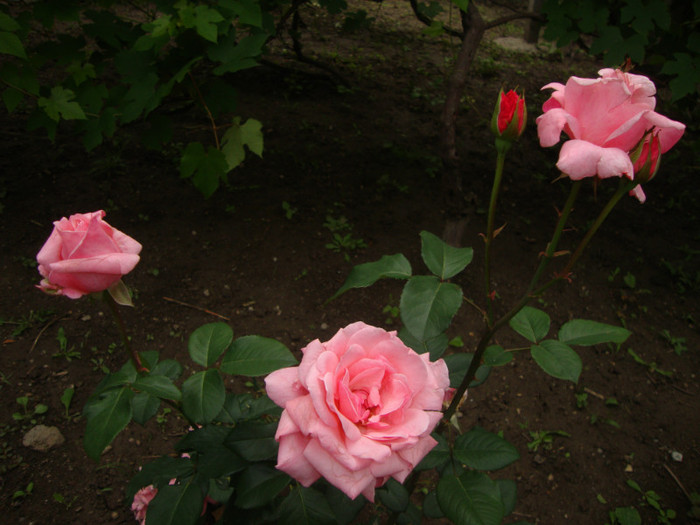  - in gradina