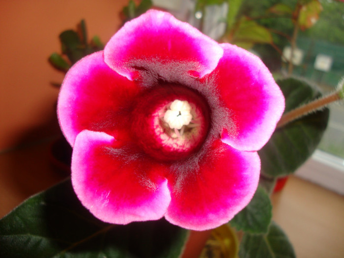 gloxinia - florile mele2