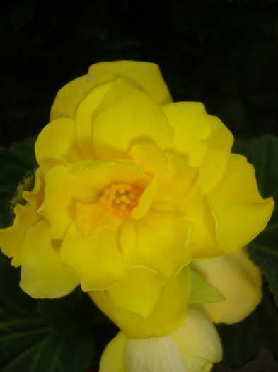  - florile mele2