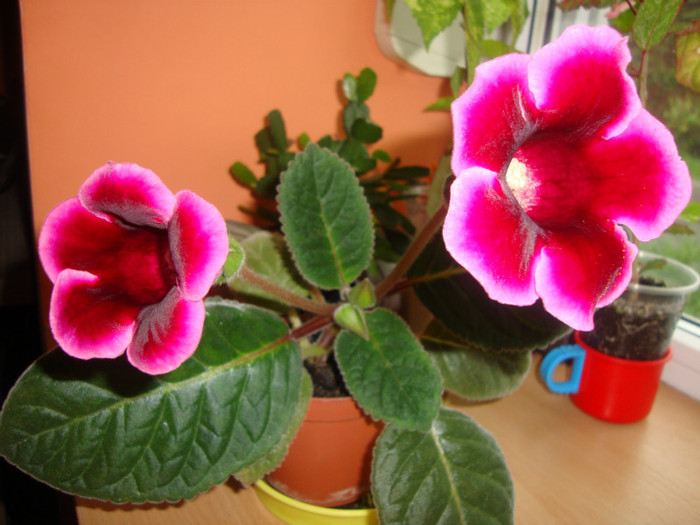  - florile mele2