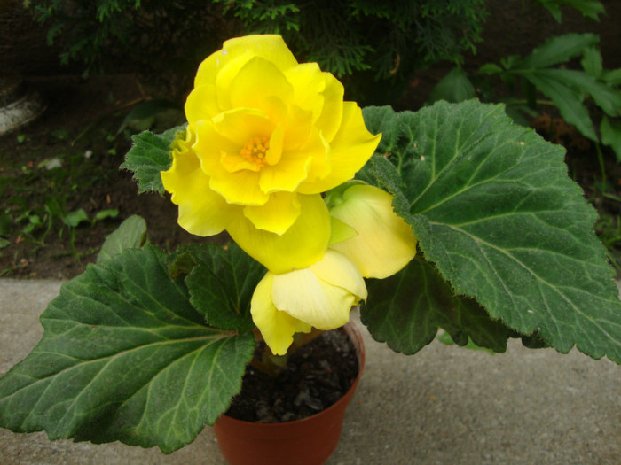 begonie - florile mele2