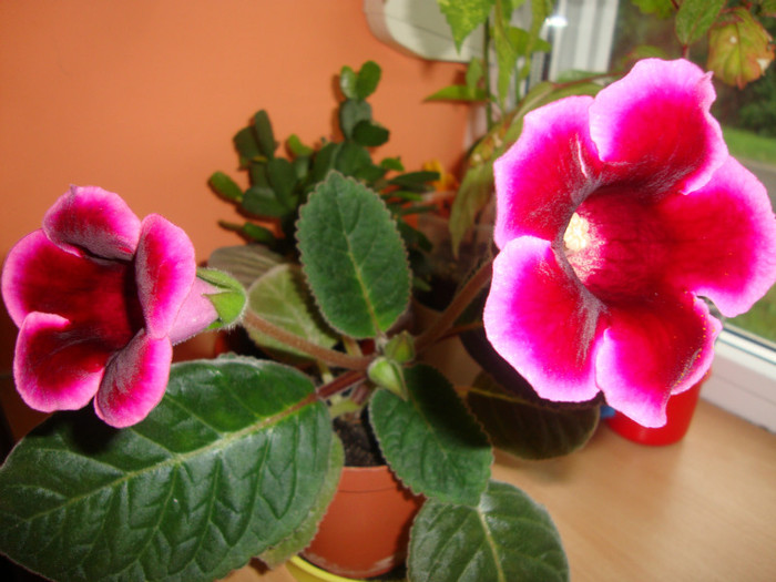  - florile mele2