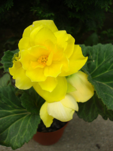  - florile mele2