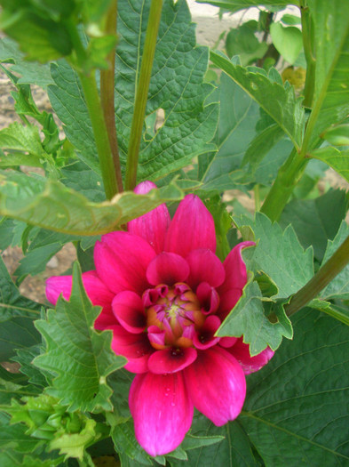 dahlia roz pitica - vara 2012