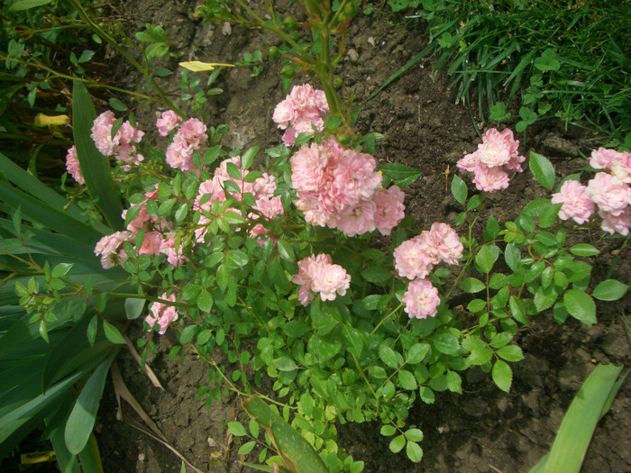 CIMG5684