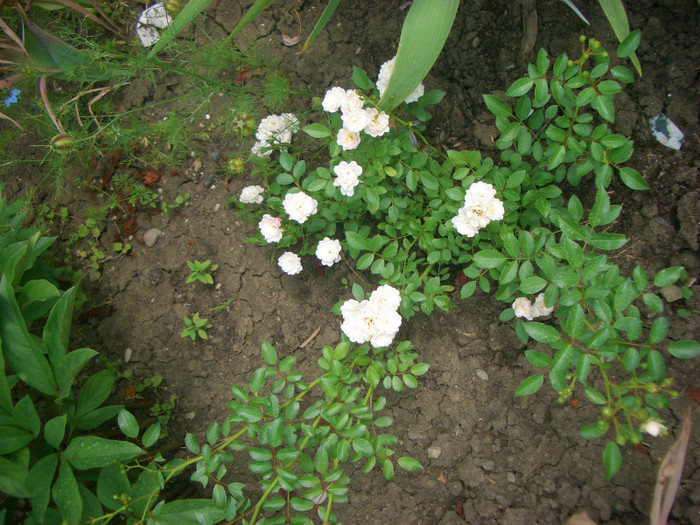 CIMG5688