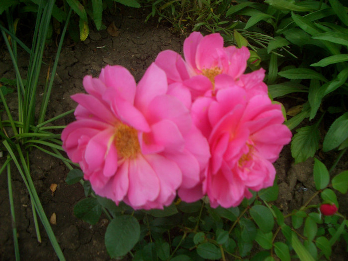 Rosa saint exupery