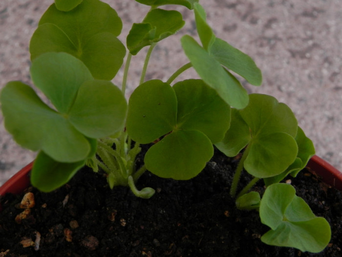 Oxalis depressa - Oxalis