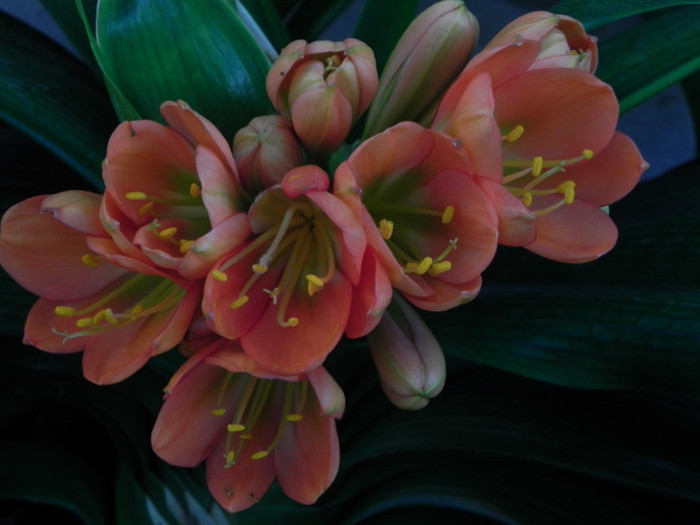  - CLIVIA