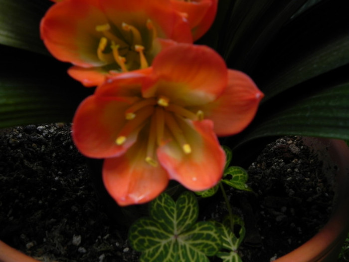  - CLIVIA