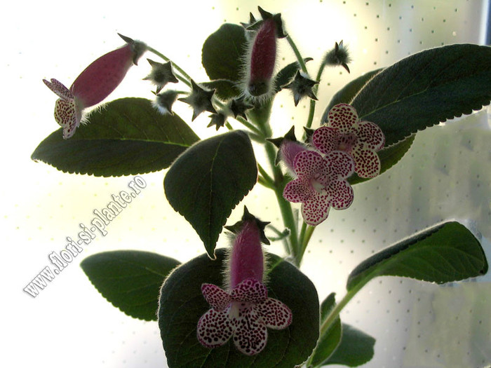 Kohleria GG Garnet Rose; 2012
