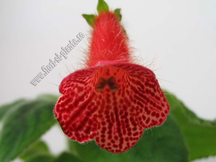 NEW - Kohleria Karin (LK) - imagine in premiera; 2012

