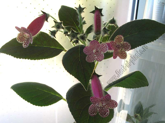 Kohleria GG Garnet Rose; 2012
