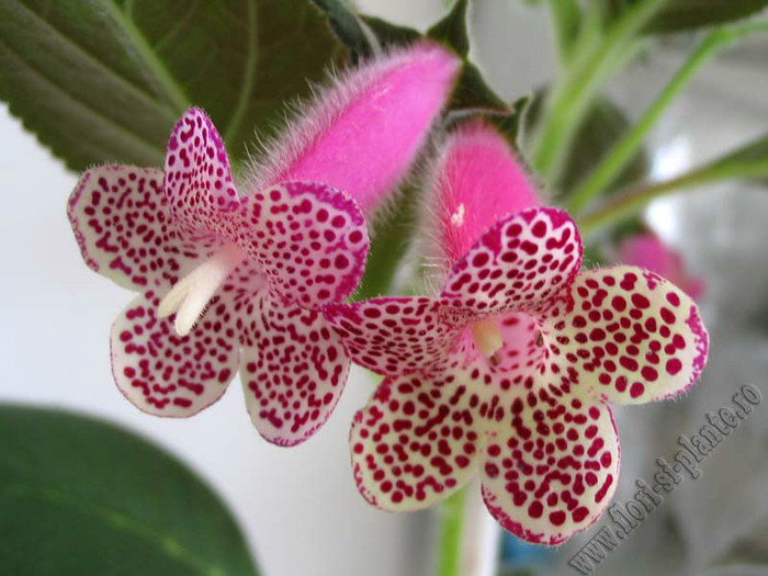 Kohleria GG Garnet Rose; 2012
