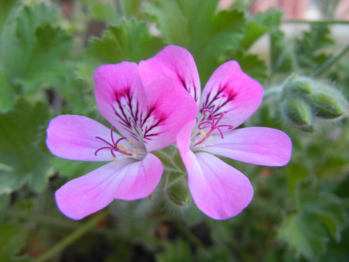 Mango Scented Geranium (2012, June 11)