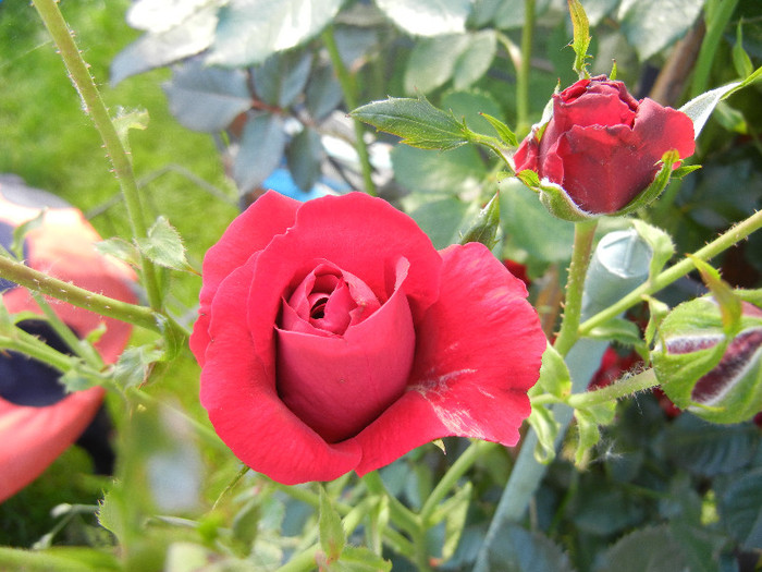 Rose Blaze Superior (2012, June 10)