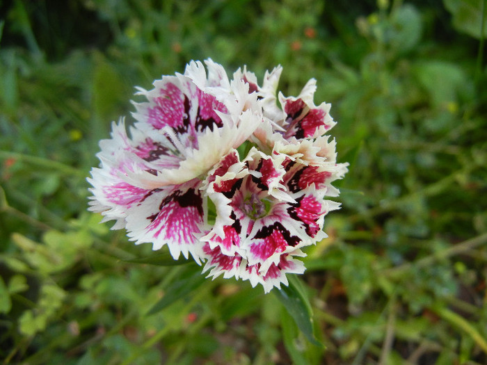 Dianthus chinensis (2012, June 10) - Dianthus Chinensis