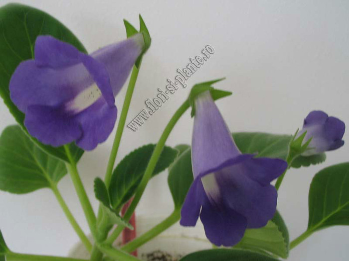 Sinningia Baby Blues - GLOXINIA _ SINNINGIA