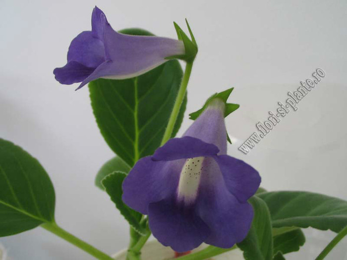 Sinningia Baby Blues - GLOXINIA _ SINNINGIA