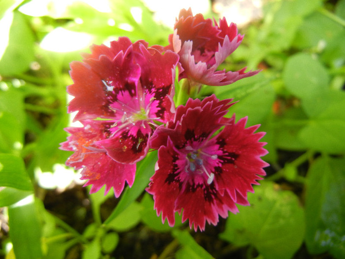 Dianthus chinensis (2012, June 10) - Dianthus Chinensis