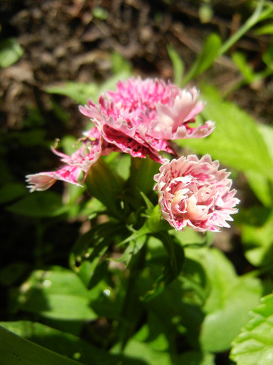 Dianthus chinensis (2012, June 10) - Dianthus Chinensis