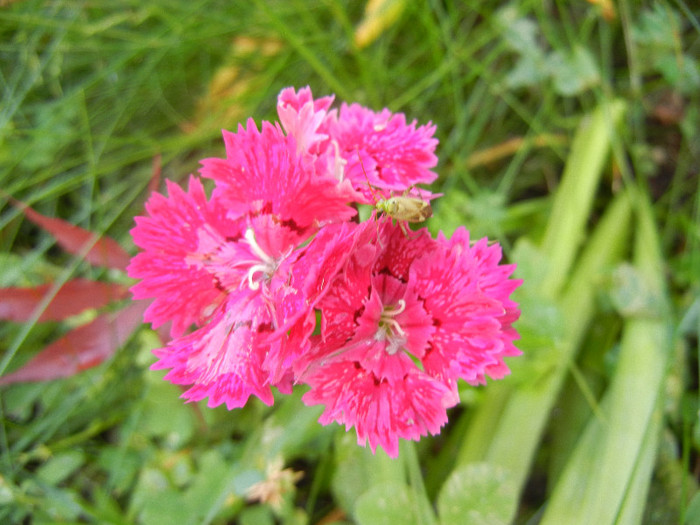 Dianthus chinensis (2012, June 10)