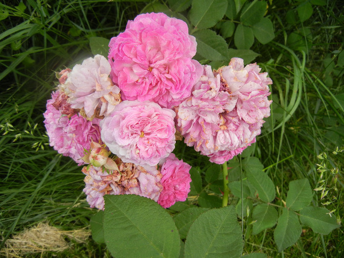 Pink-White Double Rose (2012, Jun.05)