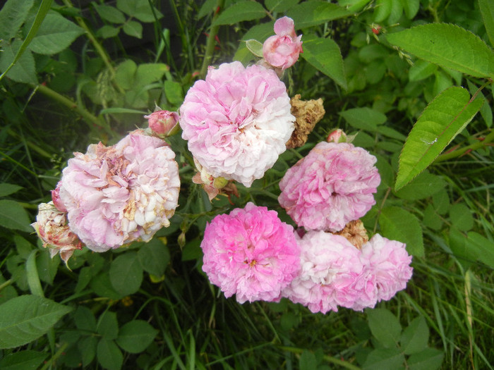 Pink-White Double Rose (2012, Jun.05) - Rose Double Pink White