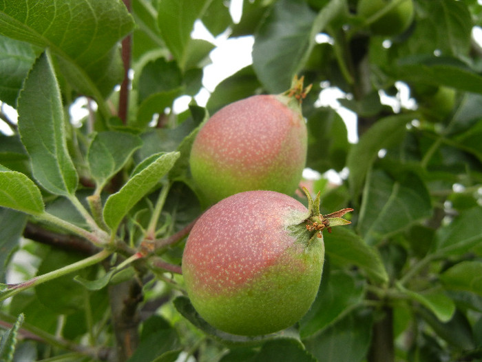 Apples_Mere Summer Red (2012, May 18)