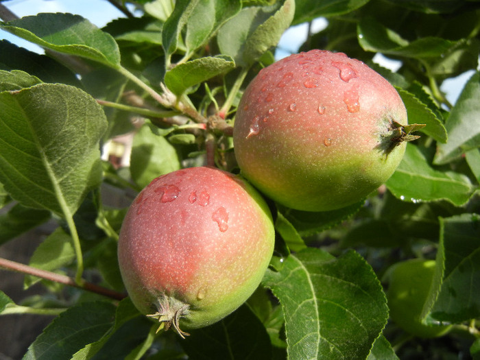 Apples_Mere Summer Red (2012, Jun.02)