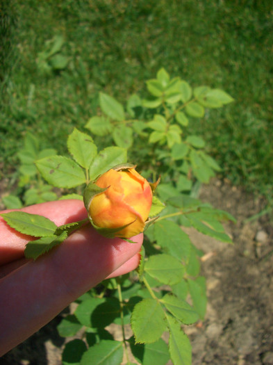 Golden Celebration • AUSgold (Shrub.  English Rose Collection) - trandafiri 2012 - part II