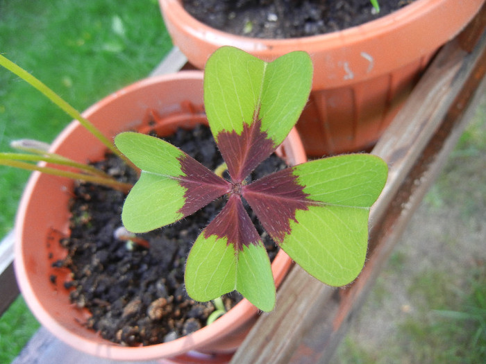 Oxalis Iron Cross (2012, June 10)